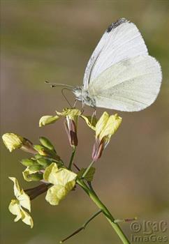 Cabbage White_Butterfly